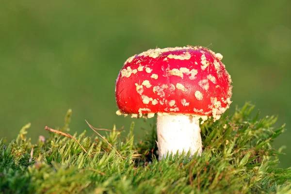 빨간 버섯 — 스톡 사진