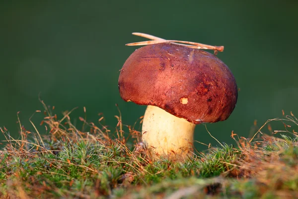 Cep in muschio — Foto Stock