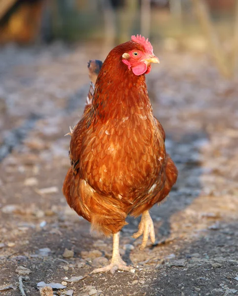 Chicken in the bio farm — Stock Photo, Image