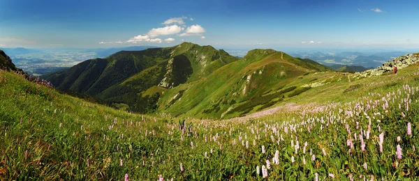 Fatra mountain panorama with flower - Slovakia — Stock Photo, Image
