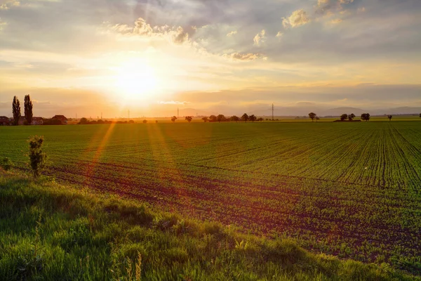 Gree field at sunset — Stock Photo, Image