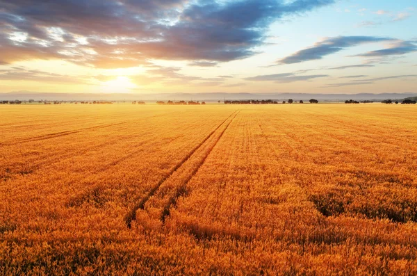 Puesta de sol sobre campo de trigo — Foto de Stock