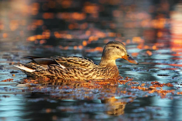 Pato fêmea em um lago calmo no início da manhã — Fotografia de Stock