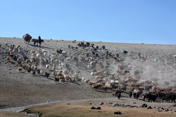 Pays Mongolie — Photo