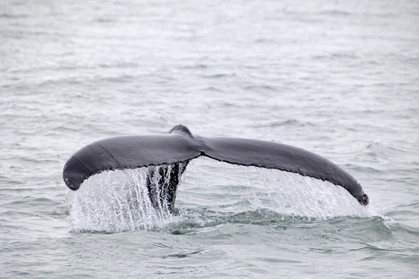 Humpback whale (Megaptera novaeangliae) seen from the boat near — Stock Photo, Image