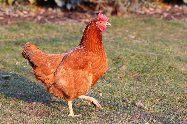 Pollo nella fattoria bio — Foto Stock