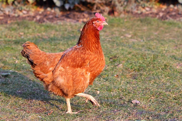 Kip in de bio-boerderij — Stockfoto