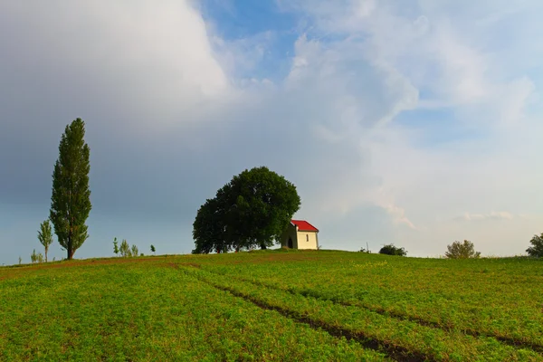 Prairie printanière avec ciel bleu et nuages et fleur jaune — Photo