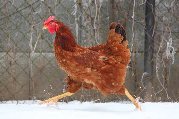 Correr gallina en invierno — Foto de Stock