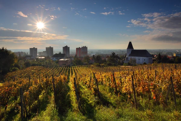 Rijen van wijnstokken tot zonsopgang in bratislava — Stockfoto
