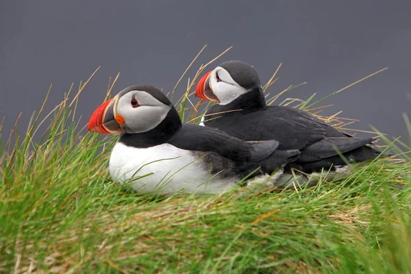 Puffin di uccello — Foto Stock