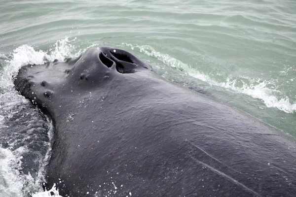 Ballena jorobada — Foto de Stock