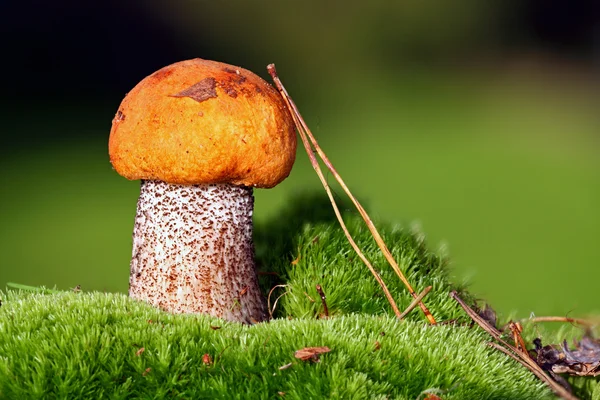 Gros champignon à capuchon rouge — Photo