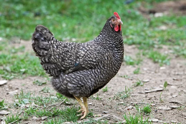 Gallina en la naturaleza - granja —  Fotos de Stock