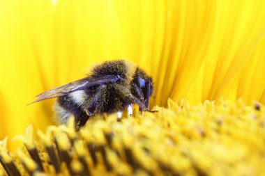 Ayçiçeği üzerinde oturan Bumble bee