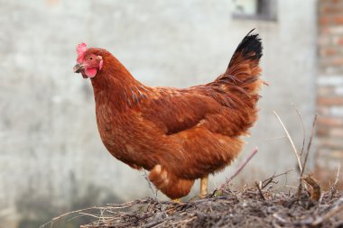 çok güzel genç tavuk