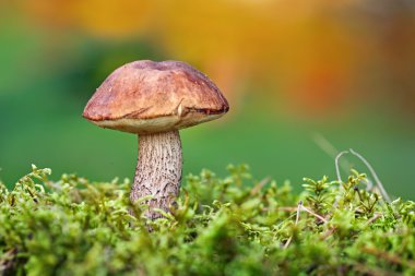 kahverengi mantar - leccinum scabrum