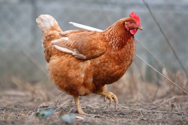 biofarm içinde tavuk