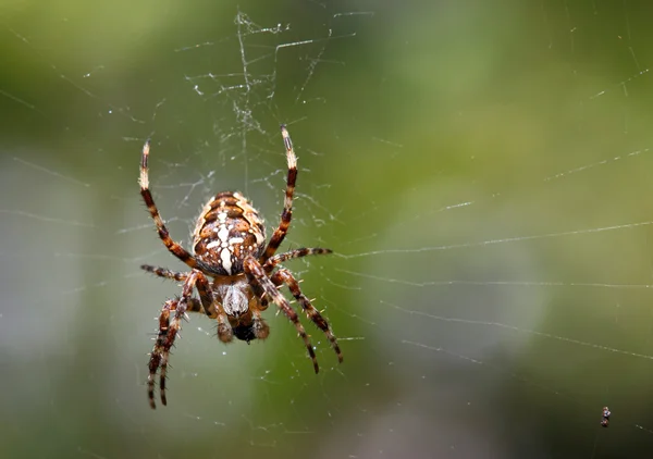 Европейский садовый паук — стоковое фото
