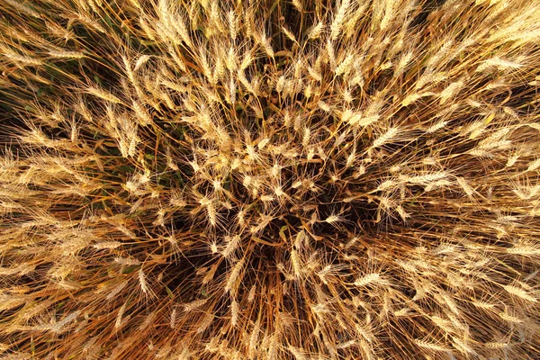 Campo de trigo - detalhe — Fotografia de Stock