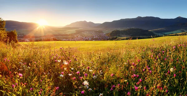 Pôr do sol no campo de flores - Eslováquia Tatra — Fotografia de Stock