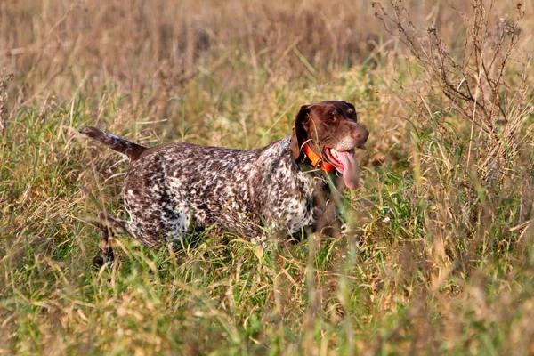 Jagd auf Kurzhaarzeiger — Stockfoto