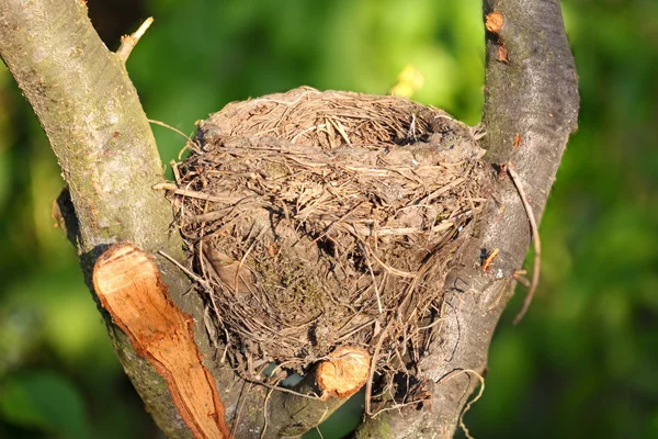 Nest — Stockfoto