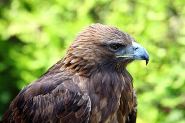 Altın Kartal (aquila chrysaetos portresi)