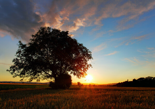 oak tree standing in the wheat field on sunset