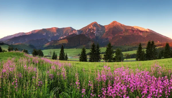 Belleza montaña panorama con flores - Eslovaquia — Foto de Stock