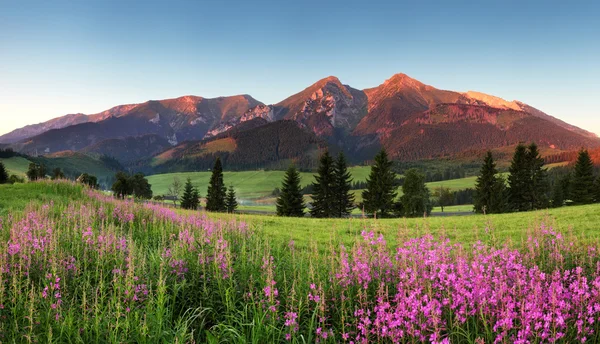 Panorama de montagne beauté avec des fleurs - Slovaquie Image En Vente