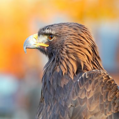 Altın Kartal (aquila chrysaetos portresi)