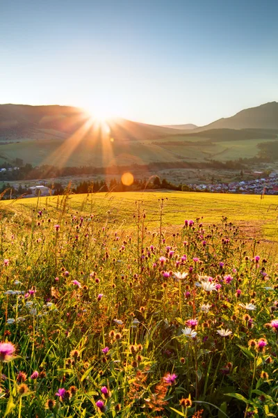 Çiçek alanı - Slovakya tatra günbatımı — Stok fotoğraf