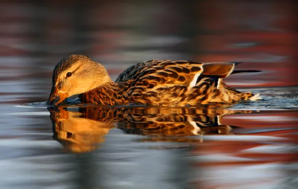 Pato na água — Fotografia de Stock