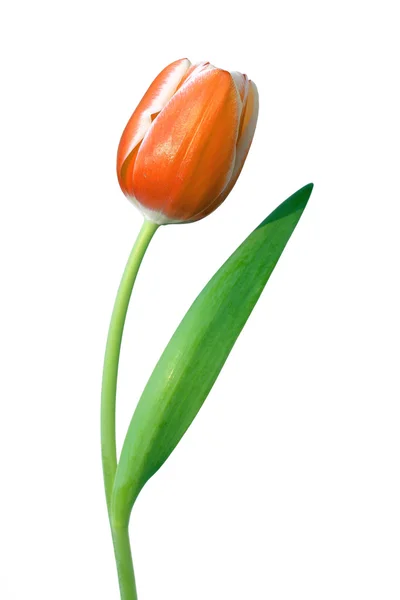 Tulip isolated on white — Stock Photo, Image