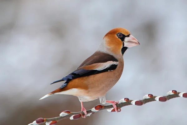 Appelvink (Coccothraustes coccothraustes) op een tak — Stockfoto