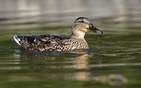 Female mallard duck — Stock Photo, Image
