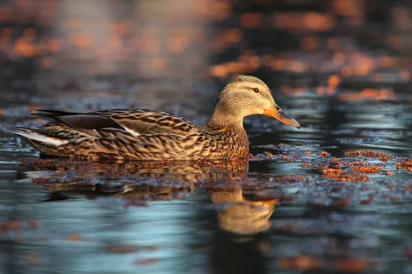 Sabah sakin bir göl üzerinde erkek ördek — Stok fotoğraf