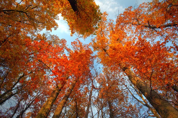 Céu com nuvens e sol através da árvore de outono — Fotografia de Stock