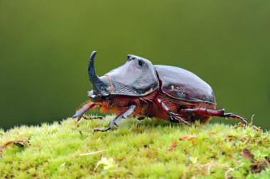 Avrupa rhinoceros beetle vahşi - oryctes nasicornis