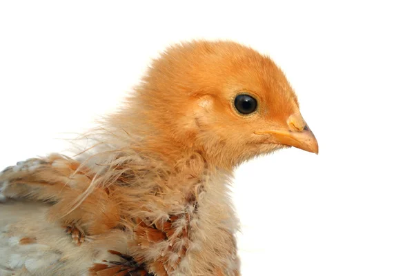 Żółty mały kurczak wielkanocny na białym tle. — Zdjęcie stockowe