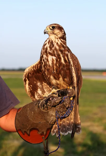 Falconer with Falcon — Stock Photo, Image