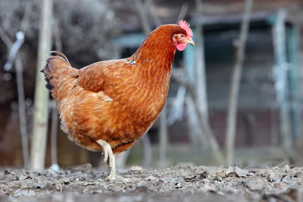 Kuře v bio farma — Stock fotografie