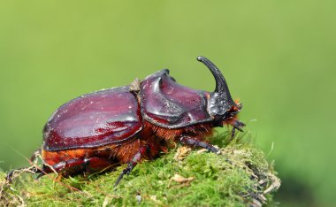 vahşi Avrupa rhinoceros beetle