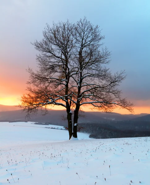Одинокое дерево в зимнем пейзаже восхода солнца — стоковое фото