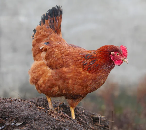 Kuře v bio farma — Stock fotografie