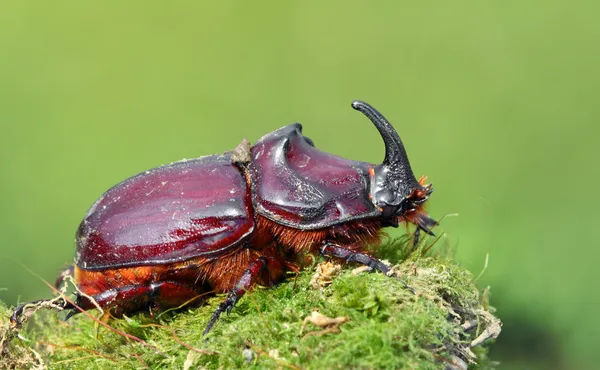 Europese rhinoceros beetle in het wild — Stockfoto