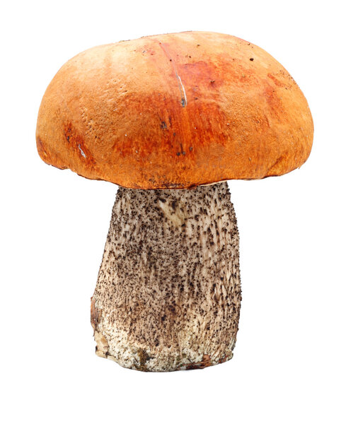 Big fungus with Red-capped