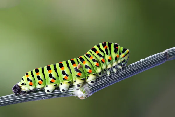 Green caterpillar - papilio machaon — Stock Photo, Image