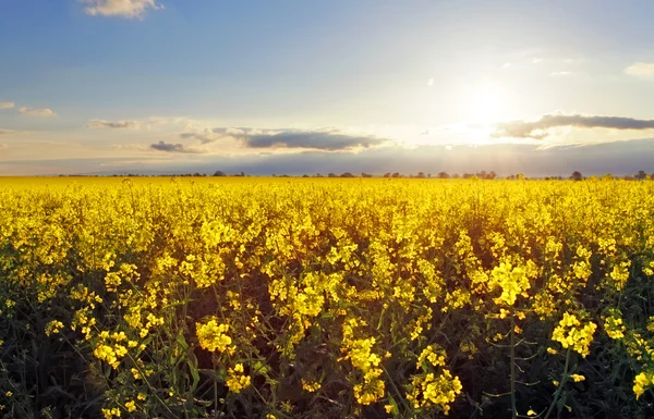 Golden flower field with sun — Stock Photo, Image